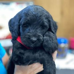 Australian Labradoodle and Double Doodle Puppies from Love Me Pooch