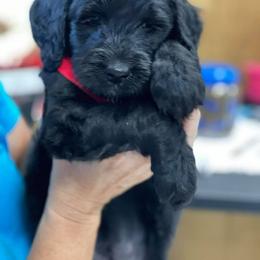 Australian Labradoodle and Double Doodle Puppies from Love Me Pooch