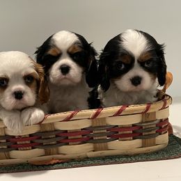 Cavalier King Charles Spaniel Puppies from Ridgefield Cavaliers