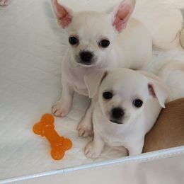 Chihuahua Puppies from Precious Paws of Florida