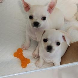 Chihuahua Puppies from Precious Paws of Florida