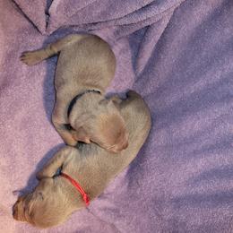 Cupid - Silver Male 2 - Silver gray male Weimaraner puppy in Kingwood, Texas from Desert Rose Weimaraners