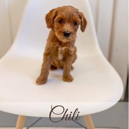 Chili - Red  female Goldendoodle puppy in Melba, Idaho from KZ Doodles