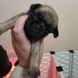 Moe - Fawn male Pug puppy in Olin, North Carolina from Piggy Pugs