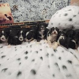 Boy 3 - Black and tan male Havanese puppy in Deer Park, Washington from Mt. Top Havanese