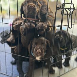English Cocker Spaniel Puppies from River Trail Kennels