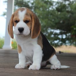 AKC Odin - Black tan and white male Beagle puppy in Morrill, Kansas from Kelle Beagles
