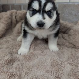 Boy 6 - Black and white Siberian Husky puppy in Calhoun County, Alabama from Southern Spirit Howlin' Huskies