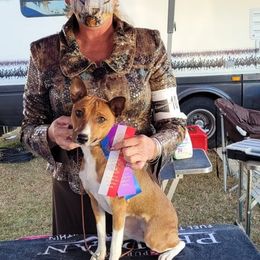 Rat Terriers from Rattle Creek Farm