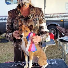 Rat Terriers from Rattle Creek Farm