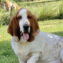 Milton - Basset Hound
