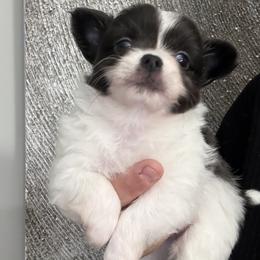 Chihuahua puppies from Funnyface Frenchies & Long Haired Chihuahuas