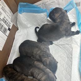 Puppy 3 - Gray and brindle male Irish Wolfhound puppy in Saint George, South Carolina from Carolina cotton candy corgis
