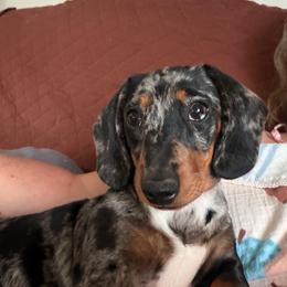 Kimber - Dachshund
