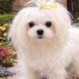 London - Maltese