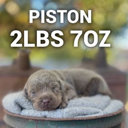 Piston - Silver male Dilute Retriever puppy in Puyallup, Washington from 12 Door Farm Labradors