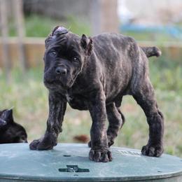 Bell Pepper - Chestnut brindle male Cane Corso puppy in Lusby, Maryland from Coastal View Kennels