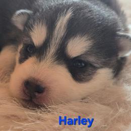 Harley - Black and white male Pomsky puppy in Coatesville, Pennsylvania from Peaceful Pomskys