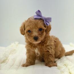 Margo - Apricot female Maltipoo puppy in Melissa, Texas from Southern Love Cavapoos & Maltipoos