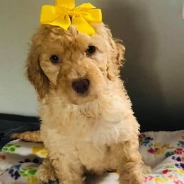 Goldendoodles from Remington Doodles