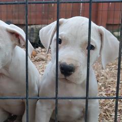 Dogo Argentino Puppies from De la Fuerza de Dios