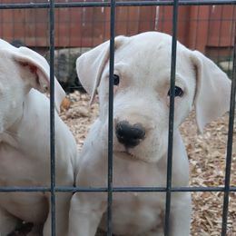Dogo Argentino Puppies from De la Fuerza de Dios