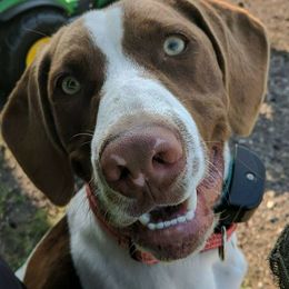 German Shorthaired Pointers from Little Rock