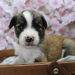 Sully - Sable male Bordoodle puppy in Ashland, Ohio from Cherry Blossom Doodles