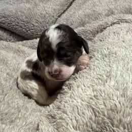 Boy 2 - Brown white and tan male Cockapoo puppy in Joplin, Missouri from Double J Cockapoos