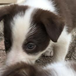 Border Collie Puppies from Dahlia Lane