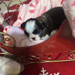 Shih Tzu puppies from Irma's Shih Tzus