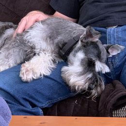 Miniature Schnauzer Puppies from Pierhaus Minature Schnauzers