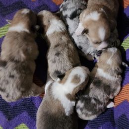 American Corgis and Pembroke Welsh Corgis from L2H Colorful Corgi's