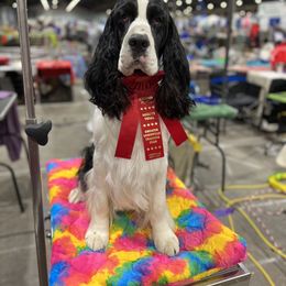 TJ - English Springer Spaniel
