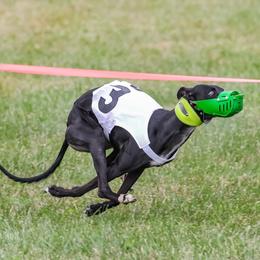 Whippets from Nota Bene Whippets