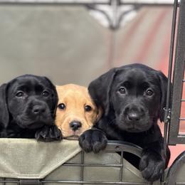 Star Anise-black female - Black female Labrador Retriever puppy in Gig Harbor, Washington from Mayfield Farm