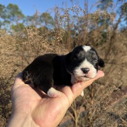Basil (Financing Available) - Black and tan male American Corgi puppy in Inverness, Florida from Canaan Farm Corgis