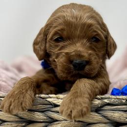 Blue Male - Apricot male Goldendoodle puppy in Great Falls, Montana from Montana Goldendoodles