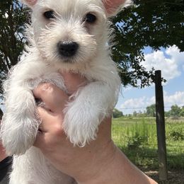 Girl 1 - White female West Highland White Terrier puppy in Cullman, Alabama from Twin Lake Westies