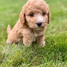 Mila - Cream female Goldendoodle puppy in New Britain, Connecticut from Goldendoodles Stars LLC