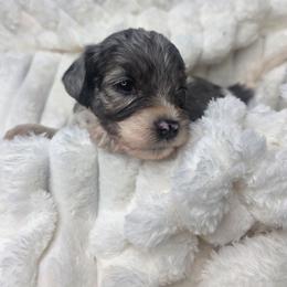 Duke - male Golden Mountain Doodle puppy in Palestine, Texas from KK's Doodle Bunch