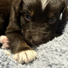 Buddy - Red tri-color male Australian Shepherd puppy in Butler, Georgia from Aussies at Howling Hill Farm