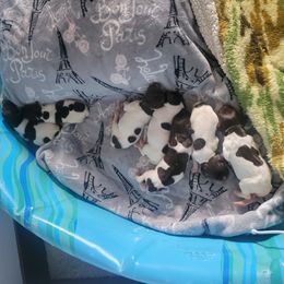 German Shorthaired Pointer puppies from Laura Iosbaker