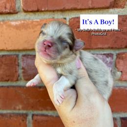 Chocolate Merle - Chocolate merle and tan tri male Pomeranian puppy in Inola, Oklahoma from My Bella’s Pomeranians