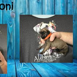 Peperoni - Fawn male Great Dane puppy in Medford, New York from Alchemy Danes
