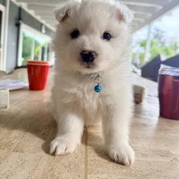 Saturn - White male American Eskimo Dog puppy in El Cajon, California from Sesi’s Legacy Kennels