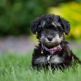 Miniature Schnauzer Puppies from Star Schnauzers