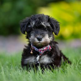 Miniature Schnauzer Puppies from Star Schnauzers