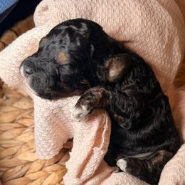 Henry - Brown white and tan male Cockapoo puppy in Saint Louis, Missouri from Jax Doodles