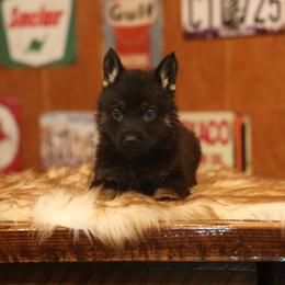 Vader - Bi-color male German Shepherd puppy in Philippi, West Virginia from Vom Haus Highlands